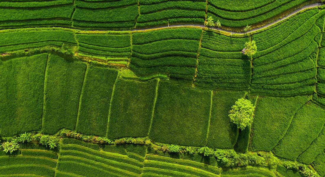 Green rice fields in Bali, Indonesia Green rice fields in Bali, Indonesia